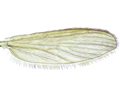 Chaoborus flavicans